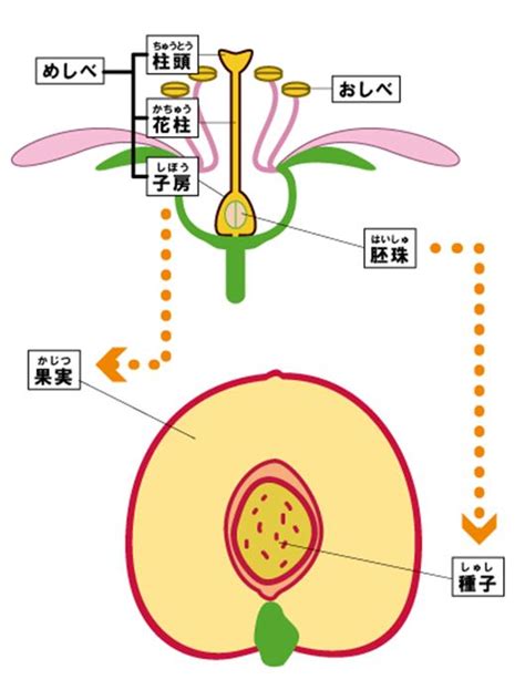 子房 成長|細胞構造からみた果樹類の果実，葉，根の成長